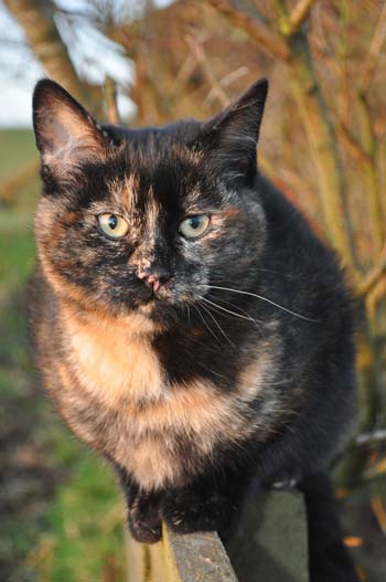 Fudge - November 2009