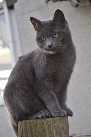 Molly - January 2010