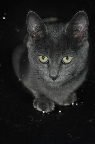 Molly - October 2009