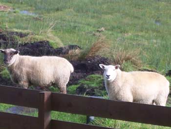 Dot and Bella - October 2008