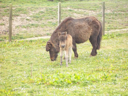Miniature Foal on Rousay