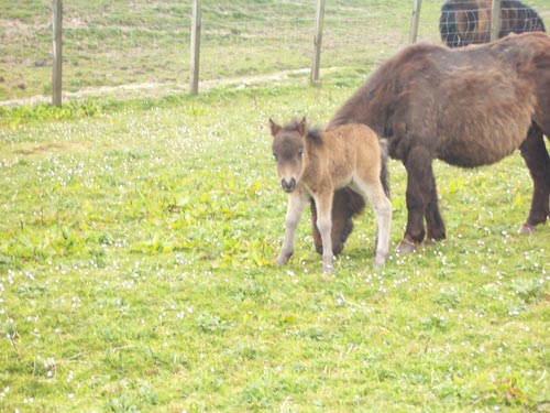 Miniature Foal on Rousay