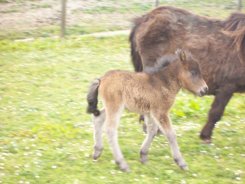 Miniature Foal on Rousay