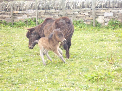 Miniature Foal on Rousay