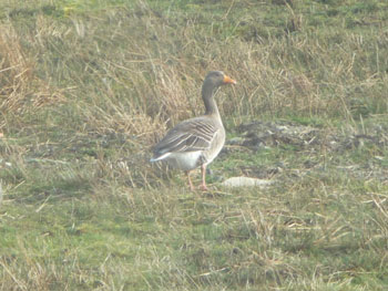 Goose on Rousay