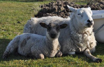 Bella and Milly - April 2010