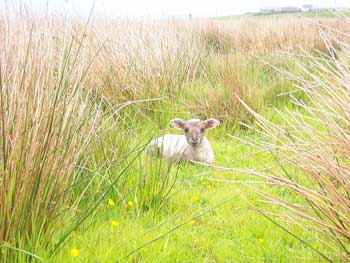 Our new lamb, Lucy - June 2008