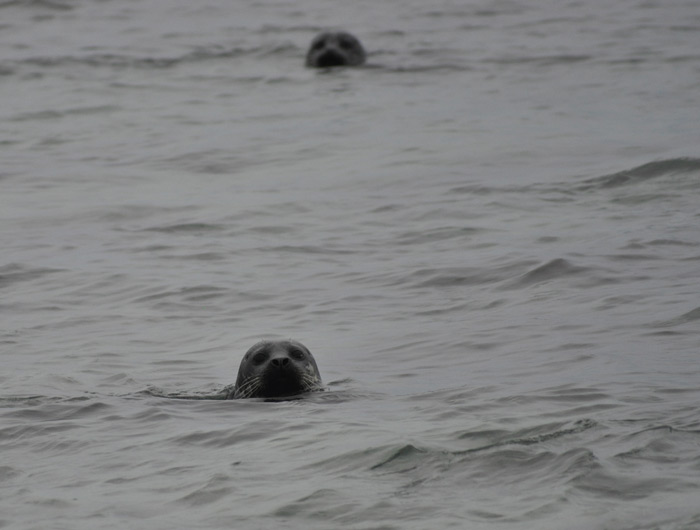 Seals at Saviskaill Bay