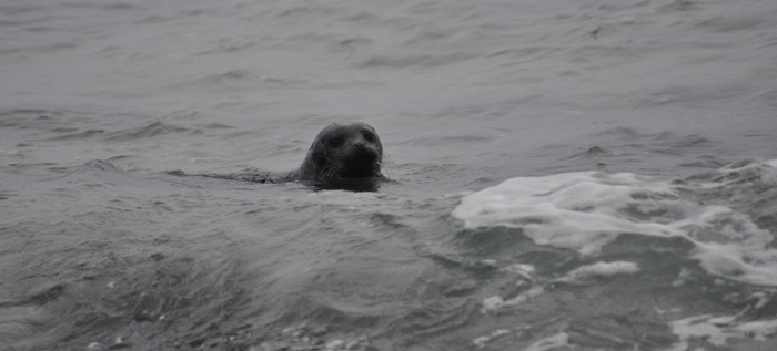 Seals at Saviskaill Bay