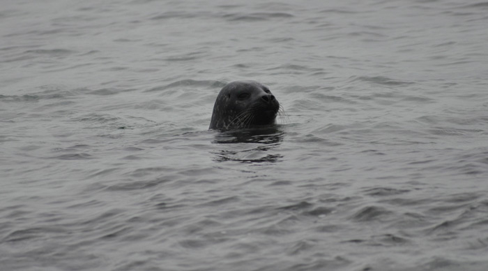 Seals at Saviskaill Bay