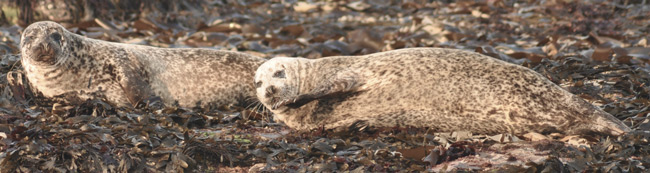 Seals at Saviskaill Bay