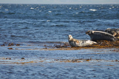 Seals at Saviskaill Bay
