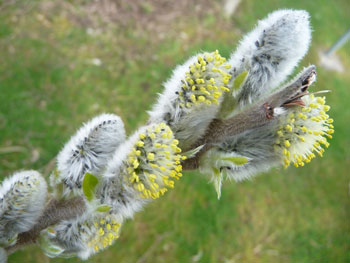 A Willow tree on Rousay